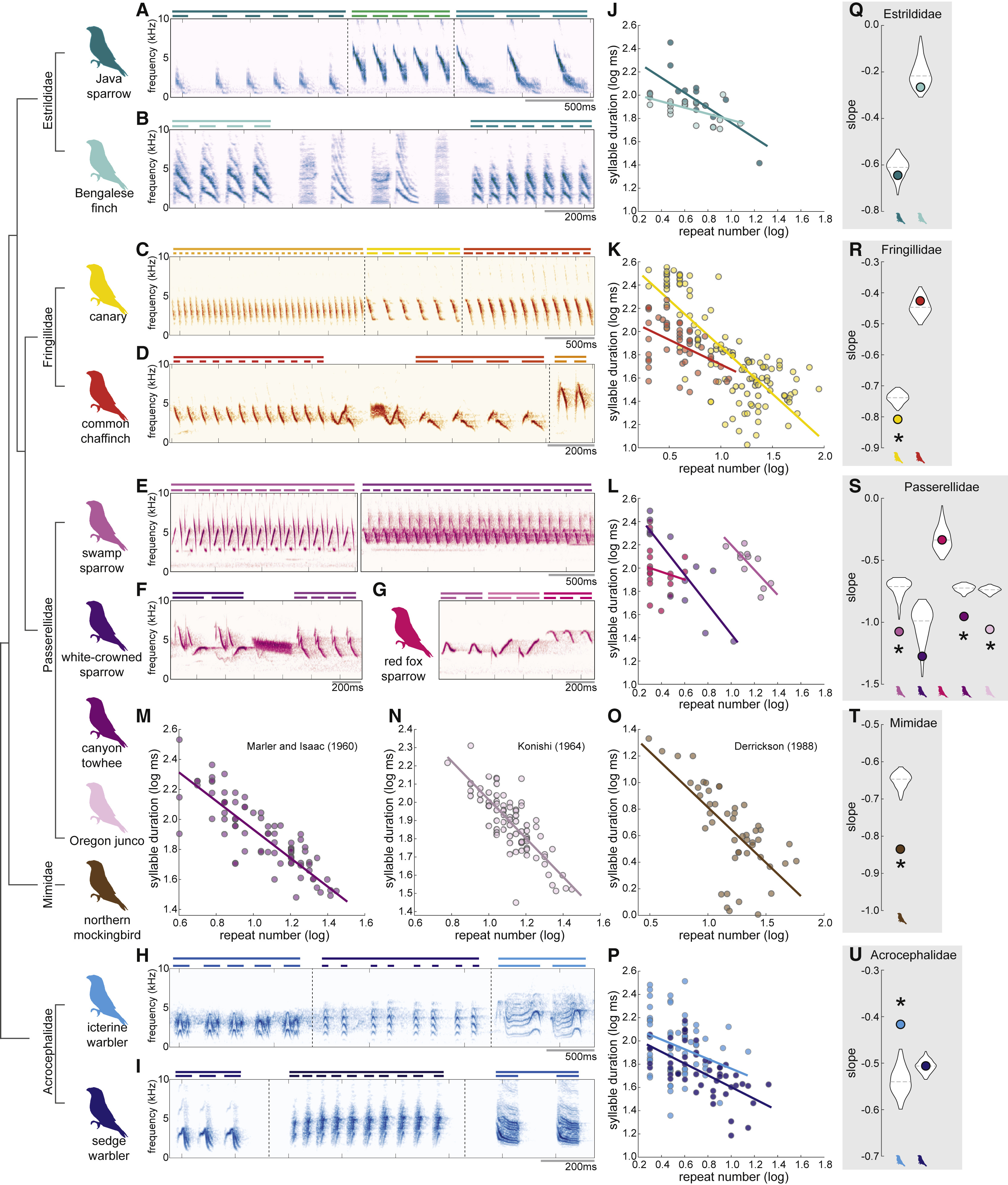 Comparative analysis of Menzerath's law across songbird families, showing spectrograms and regression plots for multiple species